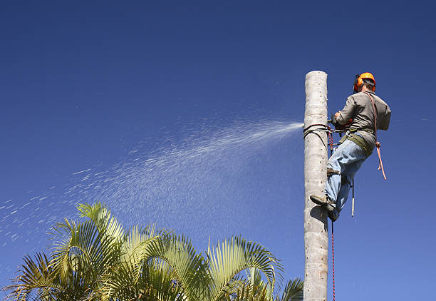  Bryant, WA Tree Care Pros