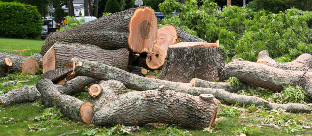 How Our Tree Care Process Works  in  Bryant, WA