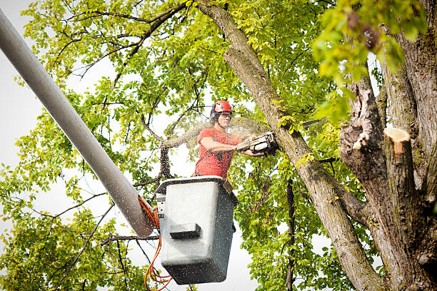 Trusted Bryant, WA Tree Care Experts